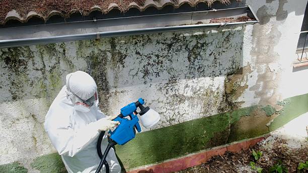 Trusted Mold Remediation service in Callaway, FL - Cheap Mold Removal